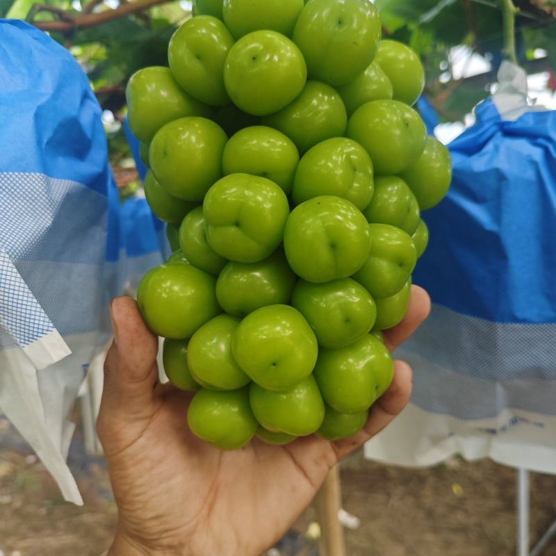 阳光玫瑰大量上市