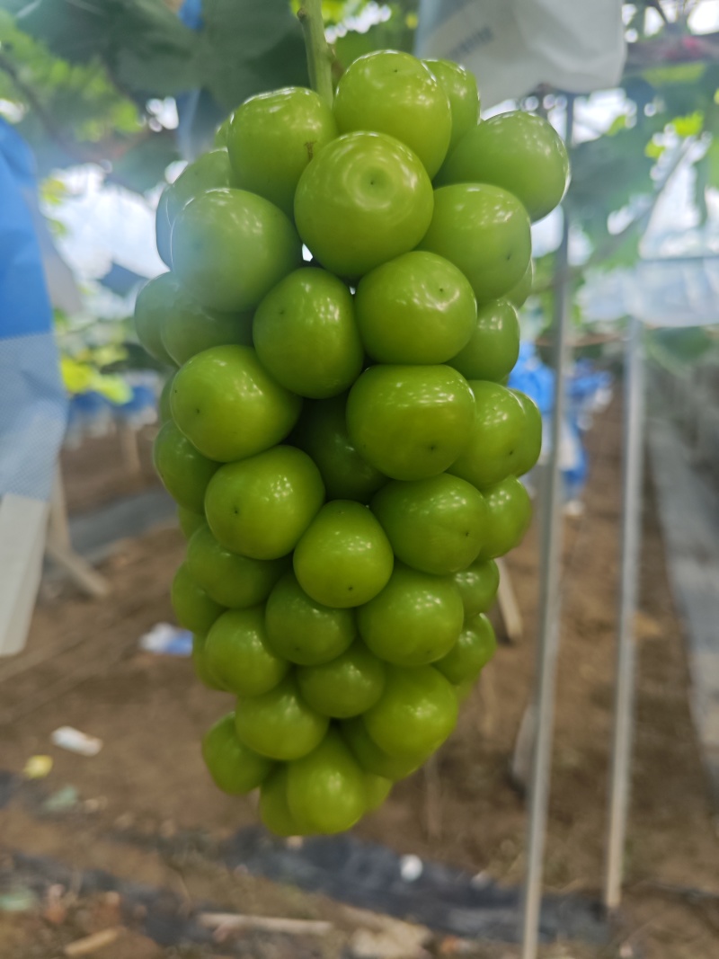阳光玫瑰大量上市