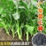 四季菜心种子四九甜菜心种子广东青菜籽盆栽蔬