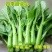 四季菜心种子四九甜菜心种子广东青菜籽盆栽蔬