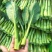 四季菜心种子四九甜菜心种子广东青菜籽盆栽蔬
