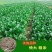 四季菜心种子四九甜菜心种子广东青菜籽盆栽蔬