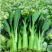 四季菜心种子四九甜菜心种子广东青菜籽盆栽蔬
