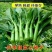 四季菜心种子四九甜菜心种子广东青菜籽盆栽蔬