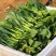 四季菜心种子四九甜菜心种子广东青菜籽盆栽蔬