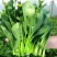 四季菜心种子四九甜菜心种子广东青菜籽盆栽蔬