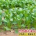 四季菜心种子四九甜菜心种子广东青菜籽盆栽蔬