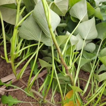 丝滑苗