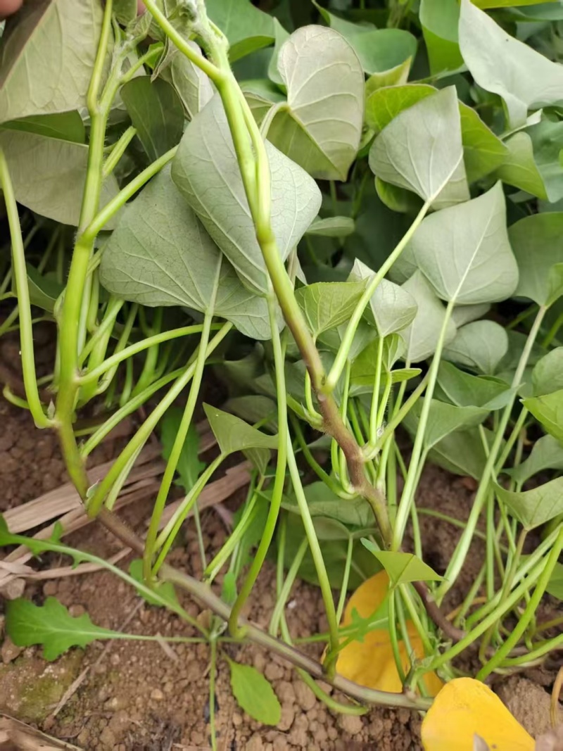 丝滑苗