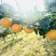 正宗莱阳秋月梨，