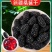 批发精选大颗粒新疆黑桑葚椹干头茬新鲜泡茶泡酒无沙现摘优质