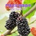 批发精选大颗粒新疆黑桑葚椹干头茬新鲜泡茶泡酒无沙现摘优质