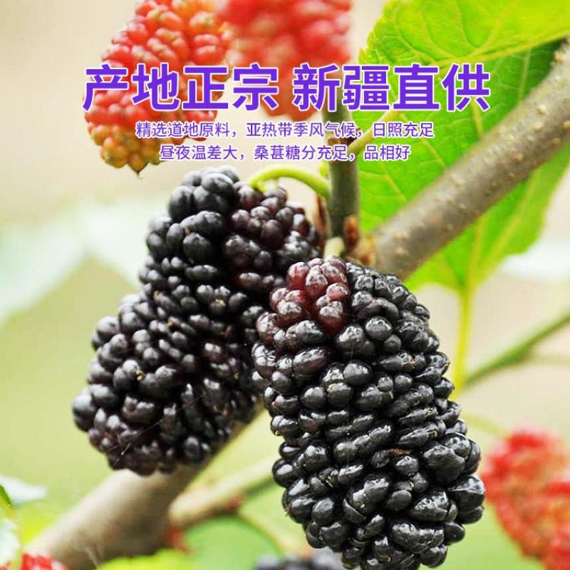 批发精选大颗粒新疆黑桑葚椹干头茬新鲜泡茶泡酒无沙现摘优质