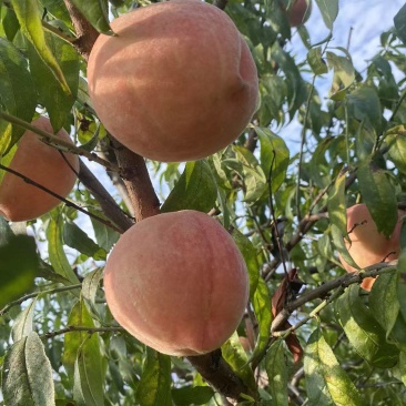 国庆580个头大口感好