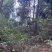 高质深山跑山鸡养殖直供土鸡走地鸡货源充足欢迎联系