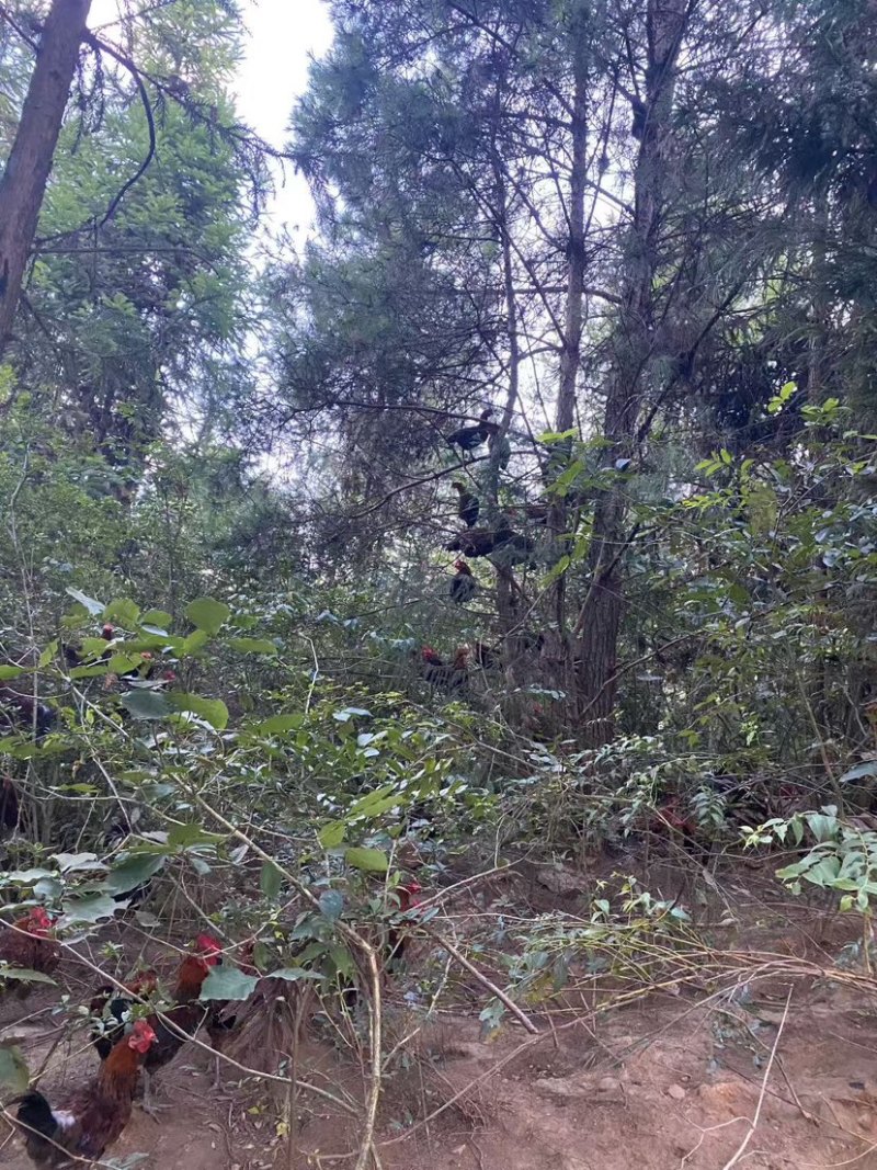 高质深山跑山鸡养殖直供土鸡走地鸡货源充足欢迎联系