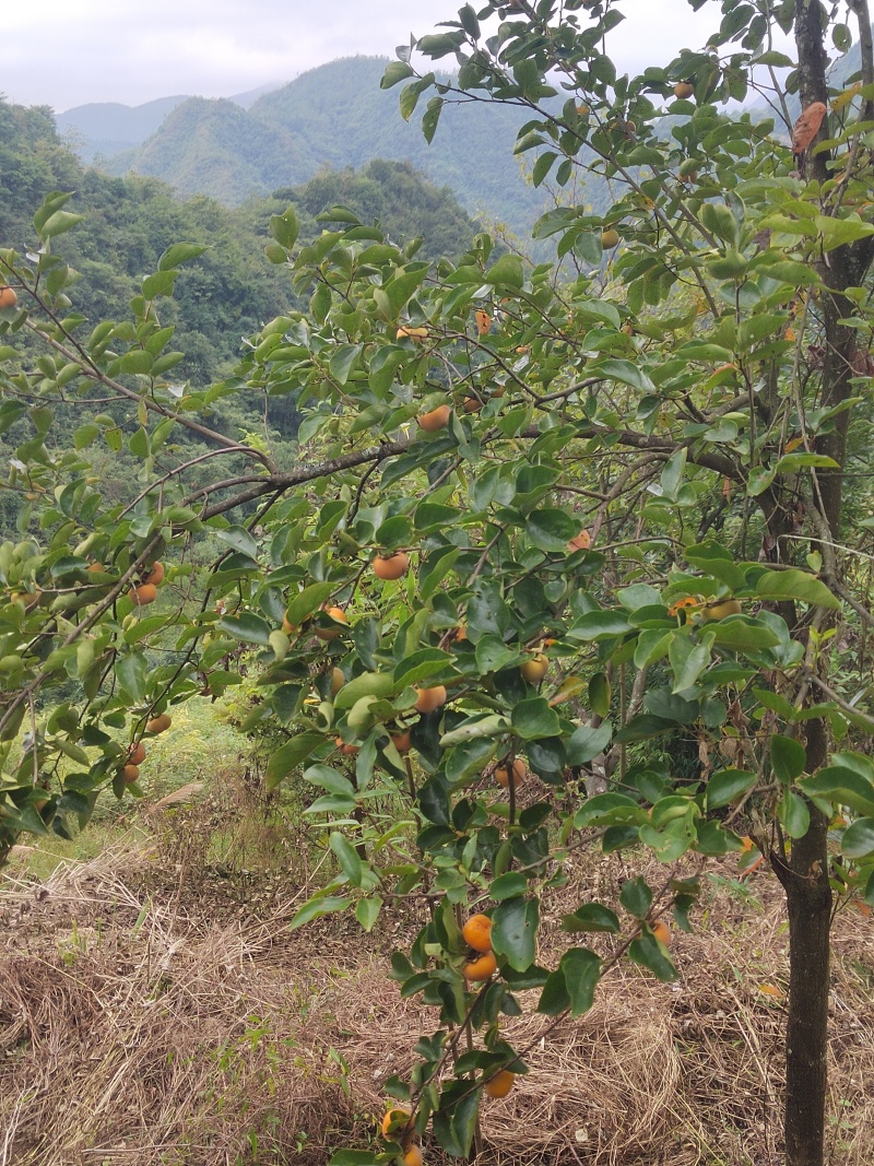 贵州小甜柿字，需要直接联系，包甜可谈价