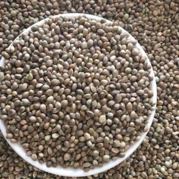 火麻子中颗粒大颗粒鸟食中药材批发源头供应