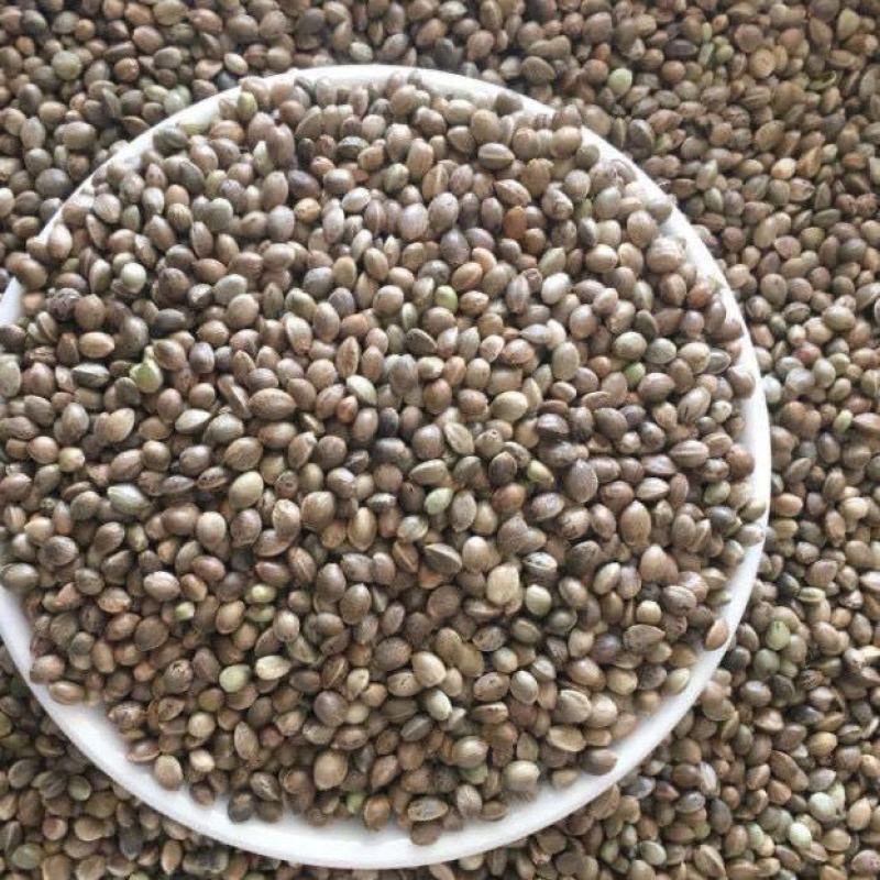 火麻子中颗粒大颗粒鸟食中药材批发源头供应