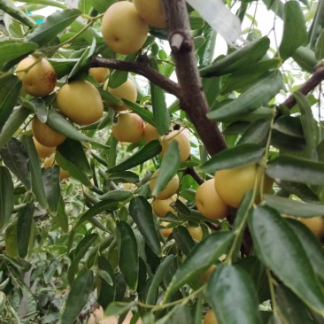 大荔冬枣