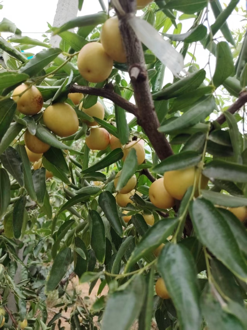 大荔冬枣