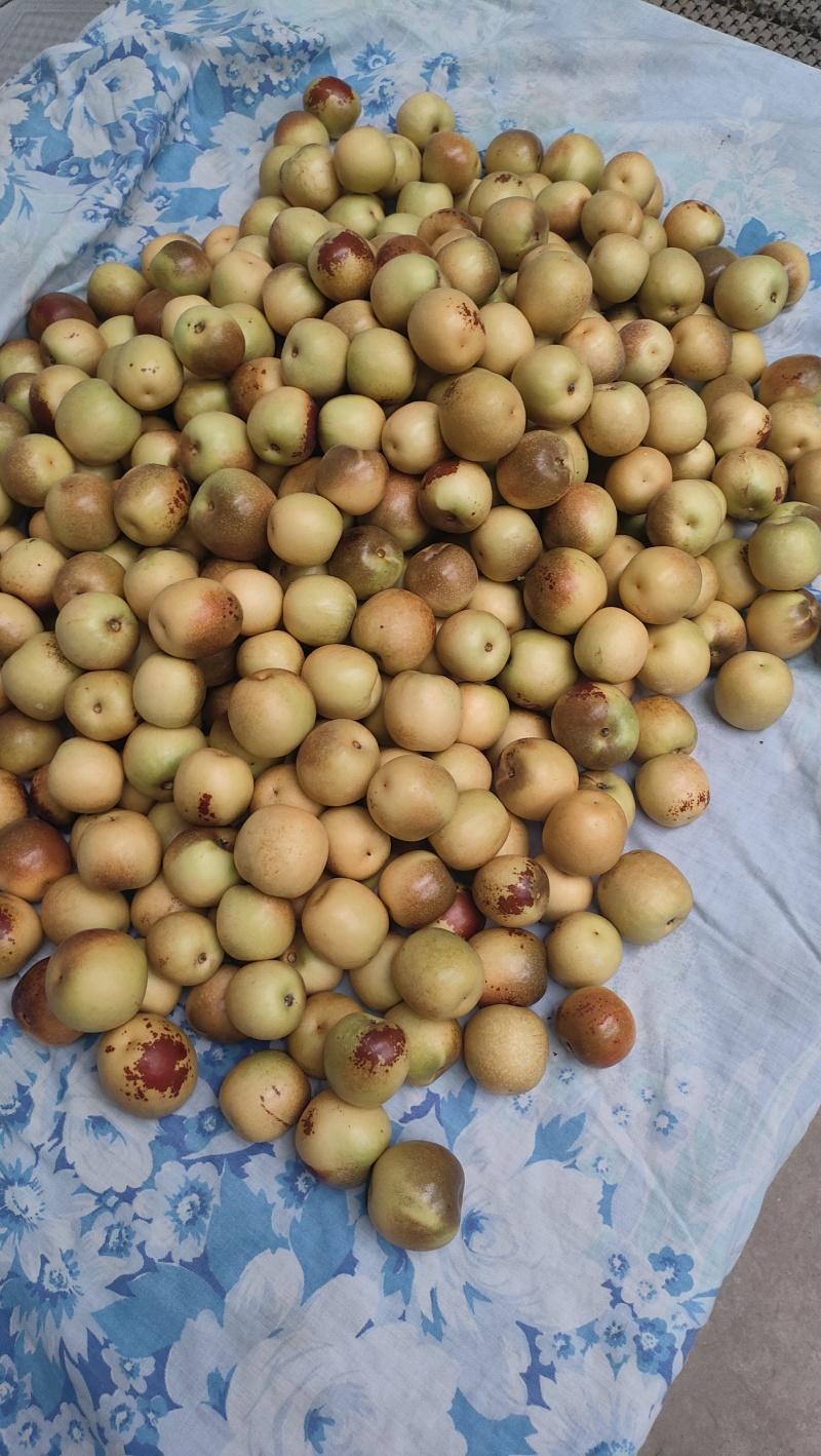 大荔冬枣