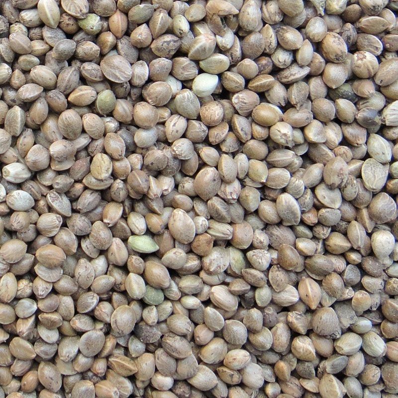 火麻子中颗粒大颗粒鸟食中药材批发源头供应