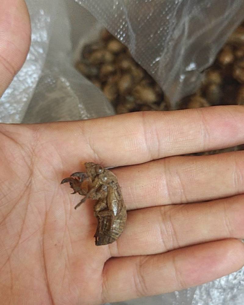 正品保障一手货源长期供货新鲜蝉蜕**抢购