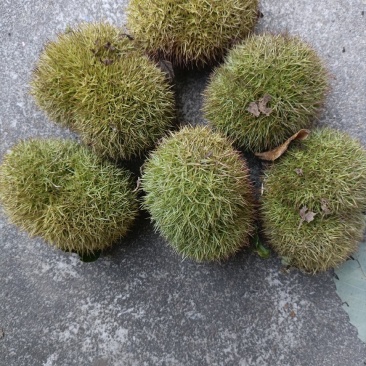 板栗刺球，油栗青球