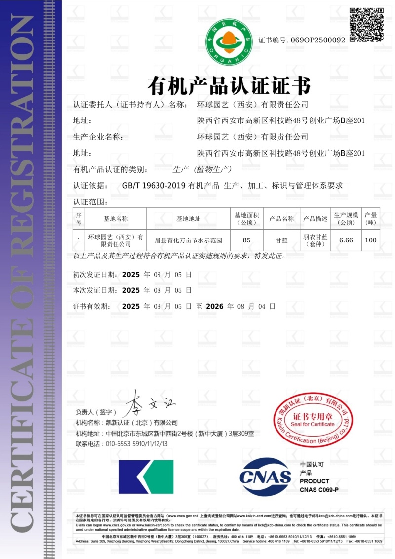 羽衣甘蓝大量供应新鲜采摘发货品质保证欢迎来电洽谈合作