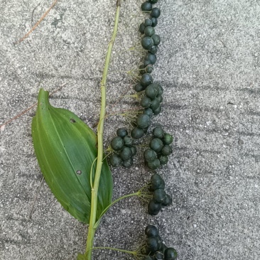 多花黄精子