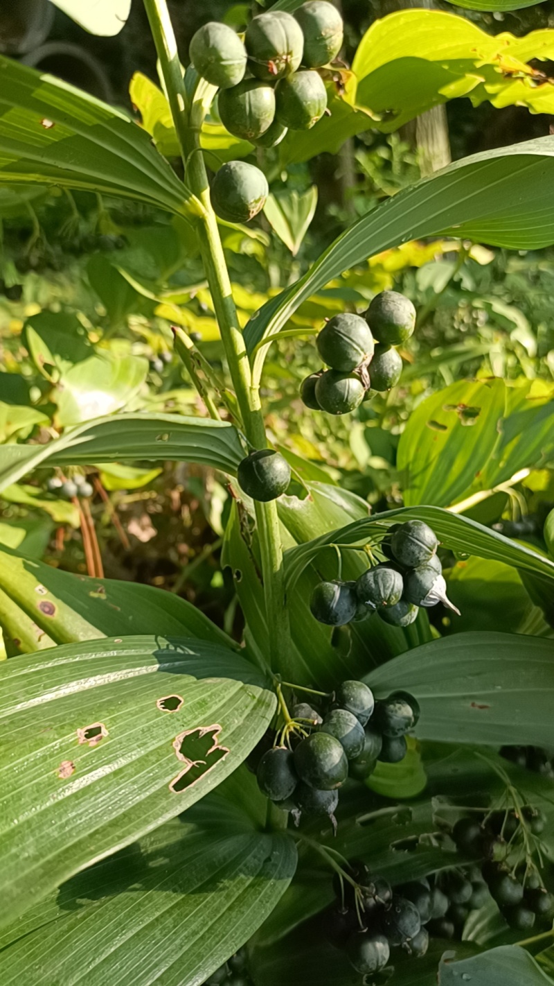 多花黄精子