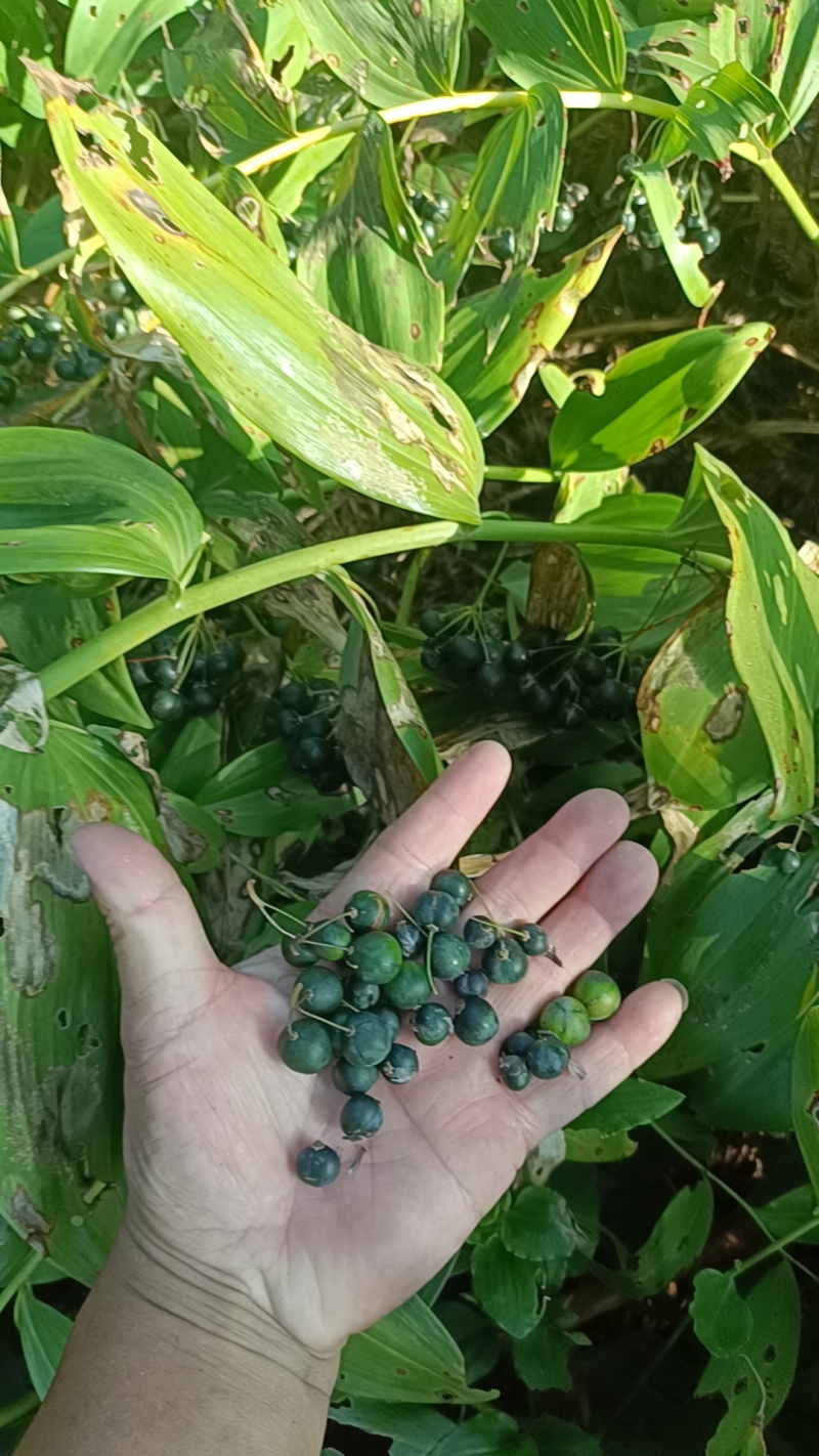 多花黄精子