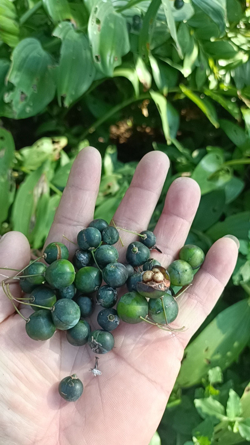 多花黄精子