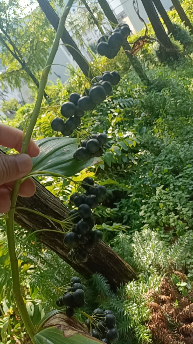 多花黄精子