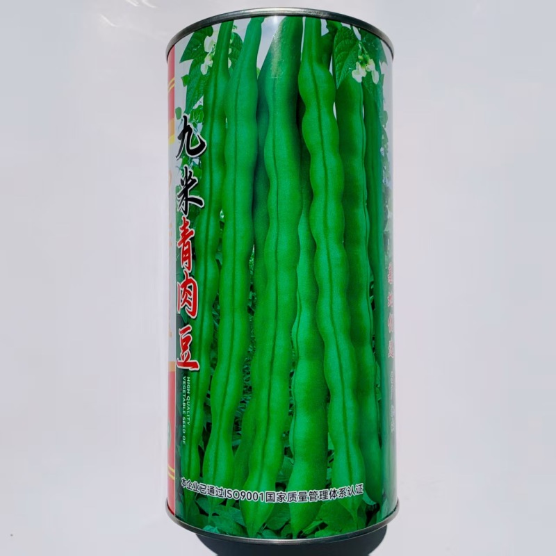 九米青肉豆架豆种子中早熟嫩荚绿色嫩荚肉厚耐热高抗锈病架豆
