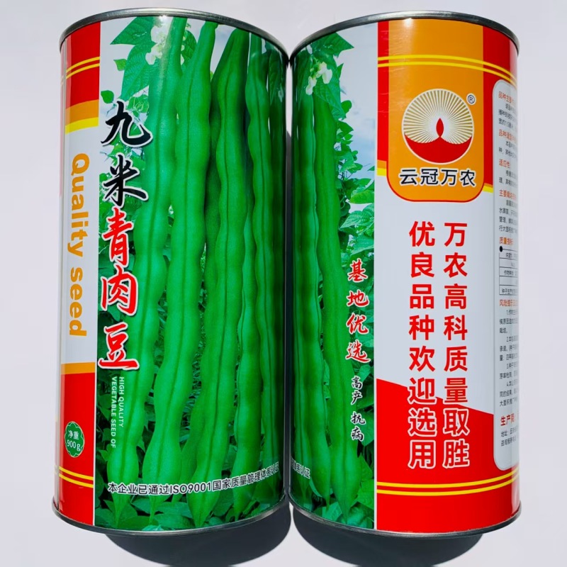 九米青肉豆架豆种子中早熟嫩荚绿色嫩荚肉厚耐热高抗锈病架豆