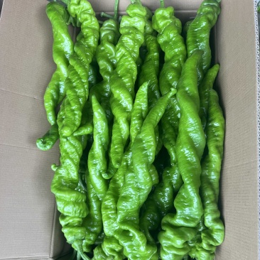 辽宁凌海冷棚鲜辣椒品种齐全保证质量