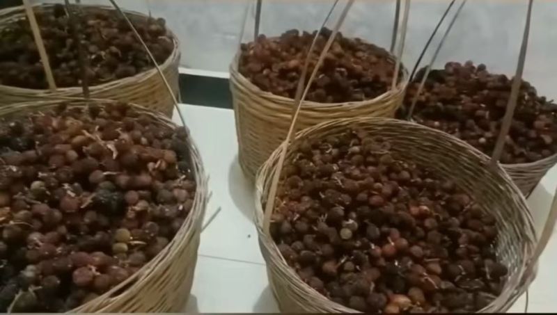 有现货湿砂仁