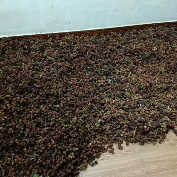 有现货湿砂仁