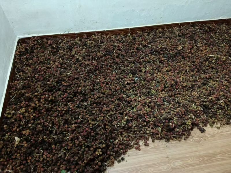 有现货湿砂仁