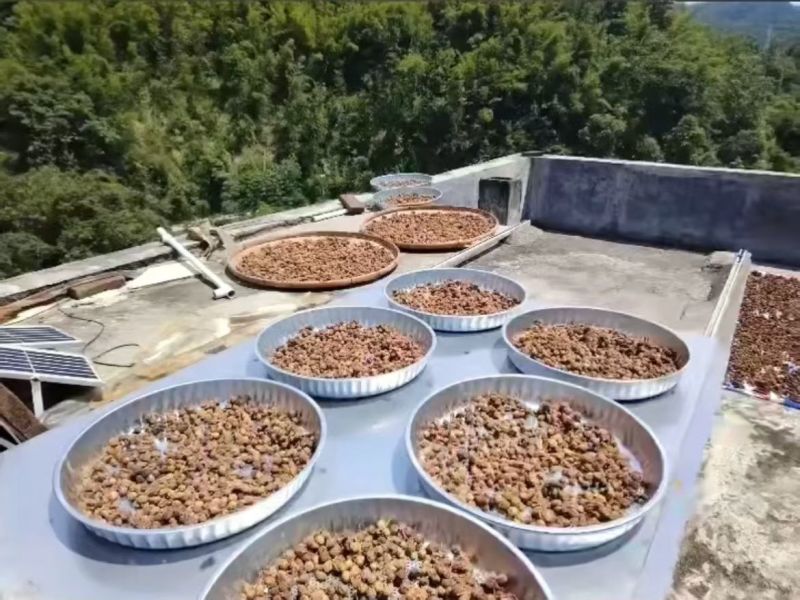 有现货湿砂仁