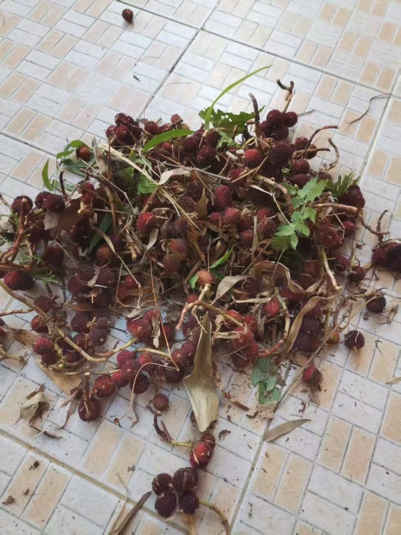 有现货湿砂仁