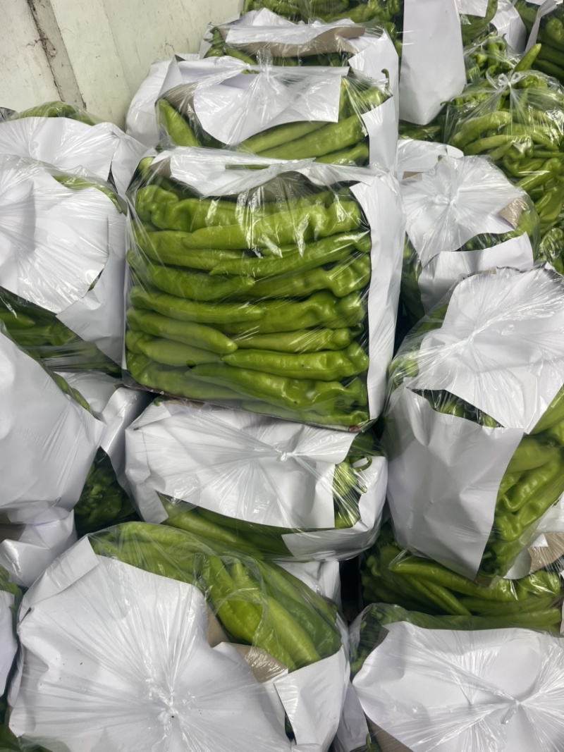 辽宁凌海冷棚鲜辣椒大量供应