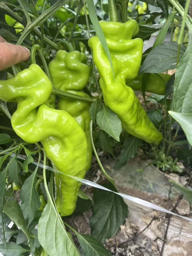 辽宁凌海冷棚鲜辣椒大量供应