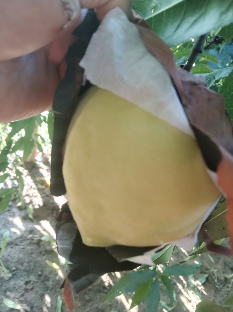 黄桃