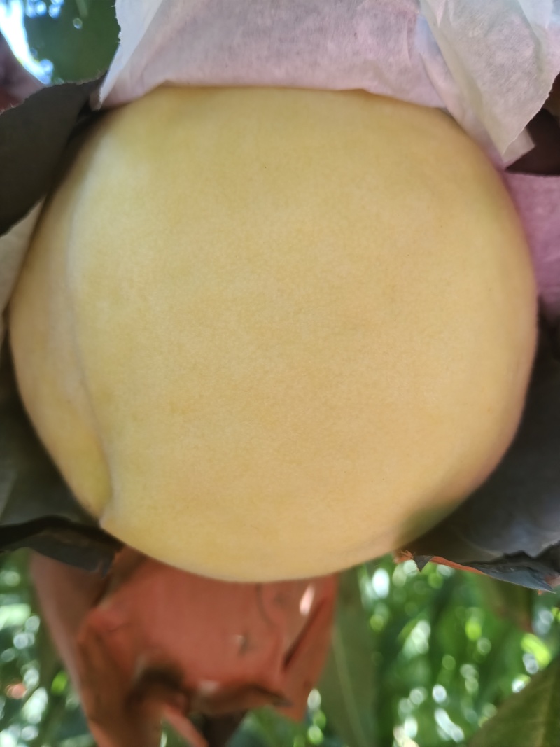 黄桃