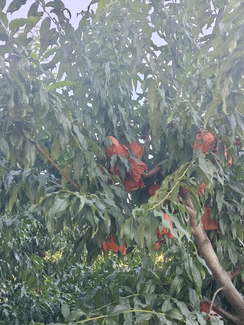 黄桃