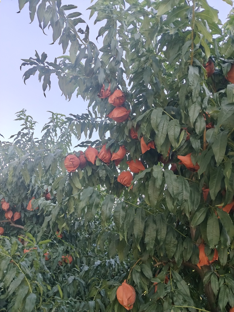 黄桃