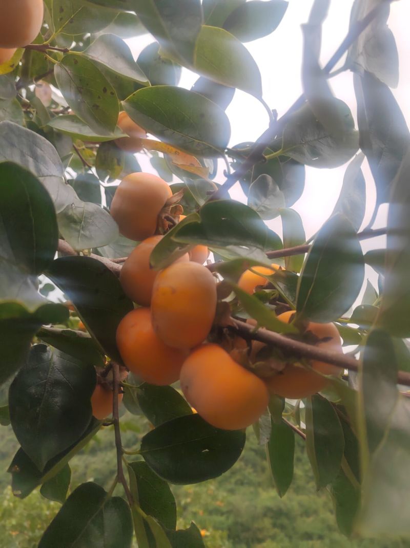贵州小甜柿字，需要直接联系，包甜可谈价
